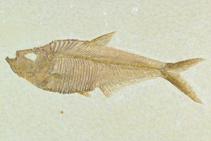 Fossil Fish (Diplomystus) - Green River Formation #130217